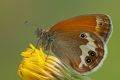 Coenonympha arcania